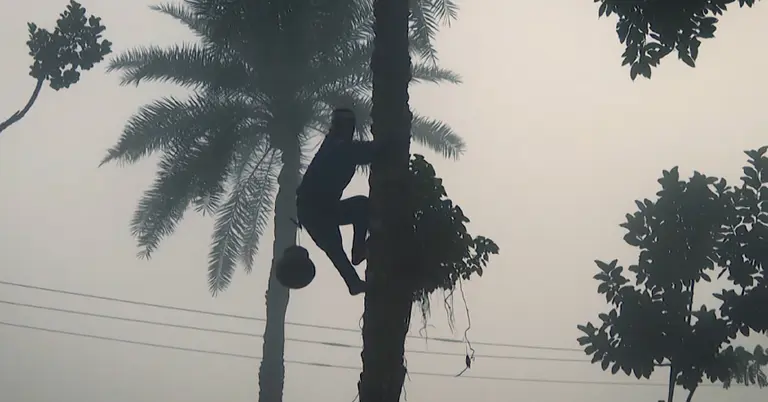 খেজুর গাছ থেকে রস নামাচ্ছেন গাছি